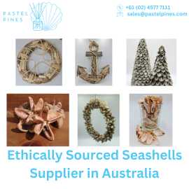 Ethically Sourced Seashells Supplier in Australia, Melbourne