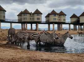  Safari Thrills: Your Kenya Budget Safari , Mombasa