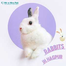 Buy Healthy Rabbits for sale in Nagpur at Affordab, Nagpur