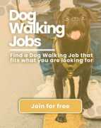Searching Best Dog Walking Services in Delhi, Delhi