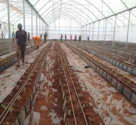 Affordable greenhouse in Kenya, Bomet