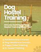 Top Dog Training School in Lucknow, Lucknow