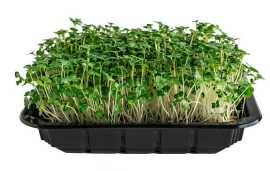 Get Fresh and Nutritious Microgreens with Our Home, Gandhinagar