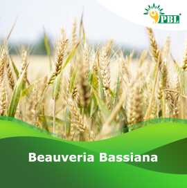 Beauveria Bassiana | Peptech Bioscience Ltd | Manu, Delhi