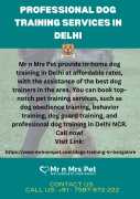 Professional Dog Training Services in Delhi, Delhi