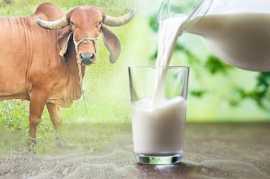 Buy gir cow milk online and purest dairy no Experi, Rajkot