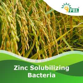 Zinc Solubilizing Bacteria  - Peptech Bioscience , Delhi
