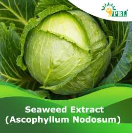 Seaweed Extracts | Peptech Bioscience Ltd, New Delhi