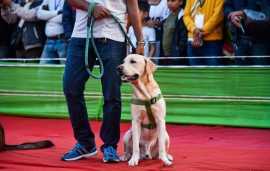 Dog Trainer in Delhi | Dog Training Service, Delhi