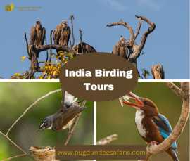India birding tours, Gurgaon