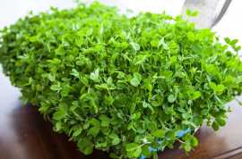 Purchase Your Organic Gardening Kit Today, Gandhinagar