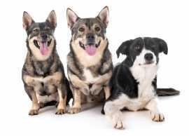 Tailoring Advanced Pet Care: Ensuring Comfort , Chicago