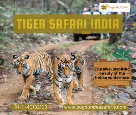 Tiger Safari India, Gurgaon