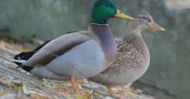 Reasons Why Duck Feathers are Nature's Most Impres