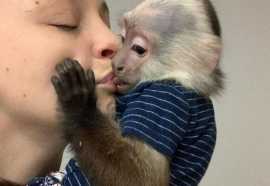 Male and female Capuchin Monkeys for rehoming