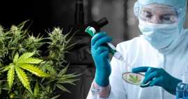 Choose The Best Cannabis Testing Kit in USA, Medford