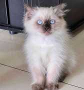 Purebred Ragdoll Kittens for sale in Bangalore, ₹ 0