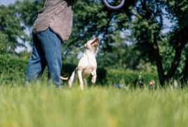 Outdoor Activities for Dogs and Cats: Setting on a, Chicago