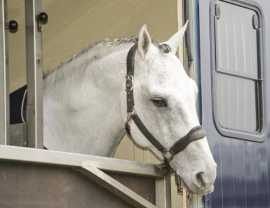 Smooth Horse Transportation Services Across CA, US, Joshua Tree