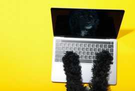 Does SEO Matter for Pet Grooming Businesses? Top , Chicago