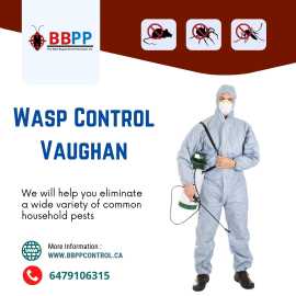 Wasp Removal & Wasps Control in Vaughan - B.B., Vaughan