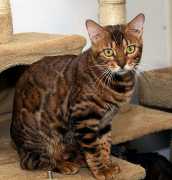 Bengal Kittens for Sale: Discover Dream Bengal cat, Stacy