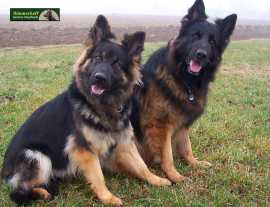 Exquisite Sable German Shepherd Puppies Available , Eagle Creek