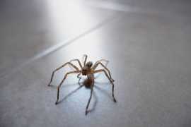 Say Goodbye to Spiders: House Spider Treatment , Melbourne