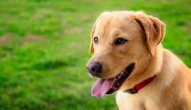 Labrador Retriever Puppies For Sale In Pune, Pune