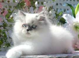 Himalayan Cat Price in Lucknow, ₹ 20,000