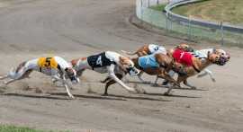 Bet on Dog Races Online! - London, Applegrove