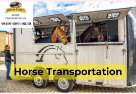 Reliable Horse Moving Services in California, Joshua Tree