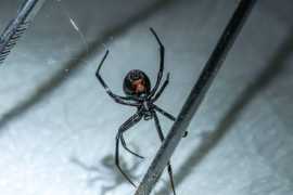 Melbourne's Effective Spider Control: Fast , Scoresby
