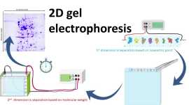 2D Electrophoresis: Empower Your Research Now!, Madison