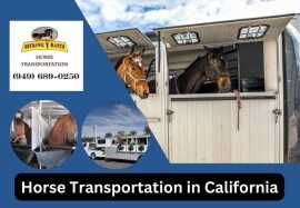 Horse Shippers in California | Book Now, Joshua Tree