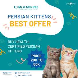 Persian kitten for Sale in Hyderabad at Affordable, ₹ 30,000
