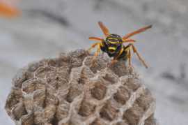 Quick and Reliable Wasp Nest Removal , Melbourne