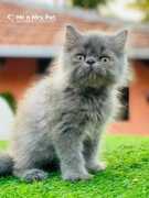 Find Purebred Persian Kittens for sale in Indore, ₹ 0