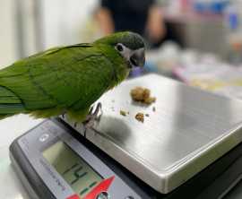 Avian and Exotic Animal Specialist Hospital, Bukit Timah