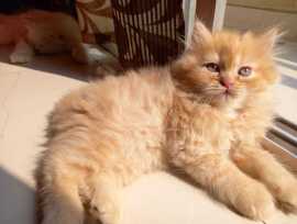 Persian Kitten in Patna, ₹ 20,000