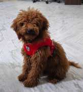 Poodle Puppies for Sale in Hyderabad, ₹ 50,000