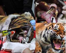 Tiger Gets Golden Fang After Cracking Tooth on Toy, Philadelphia
