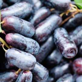 Long Black Grapes Australia | Lazzara Fruits, Robinvale