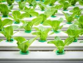 Growing Your Future: Exploring Hydroponic Farming, Hyderabad