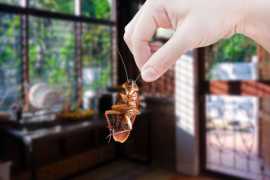Peace of Mind in Melbourne:Expert Cockroach Remove, Melbourne