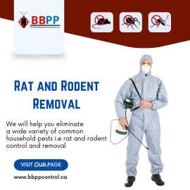 Rodent Control Experts in Richmond Hill - B.B.P.P., Vaughan