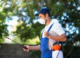 Top 10 Pest Control Tips for a Bug-Free Home, Brisbane