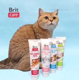Best Dry Cat Food Brands in Singapore for a Health, Bukit Timah