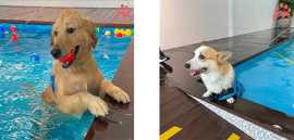 Top 10 Best Dog Swimming Pools in Singapore, Bukit Timah
