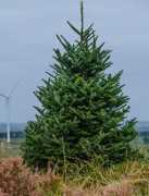 Wholesale Christmas Trees Delivery Uk, $ 0